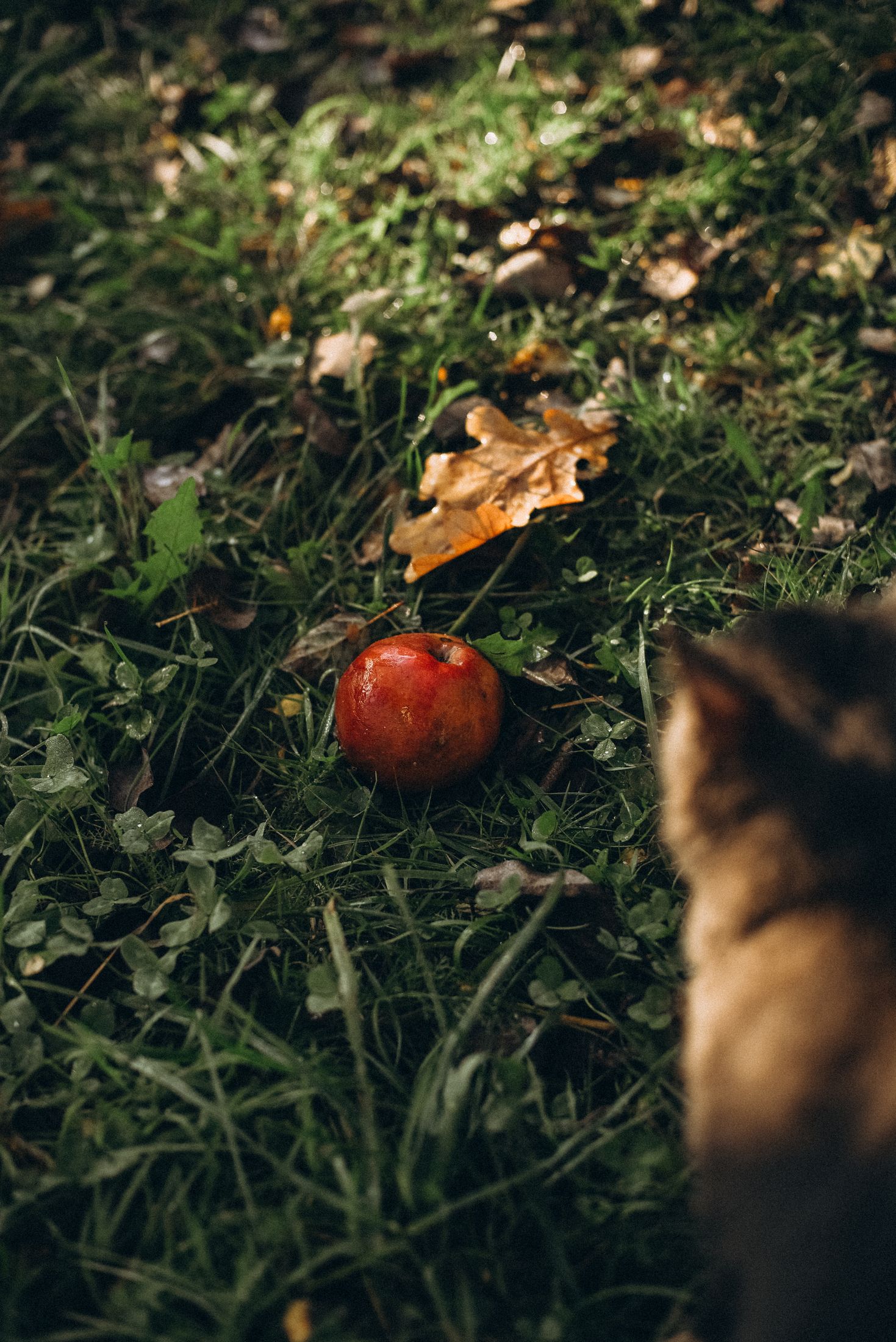 Love in the Carpathians — Wedding/Love story/Family #49